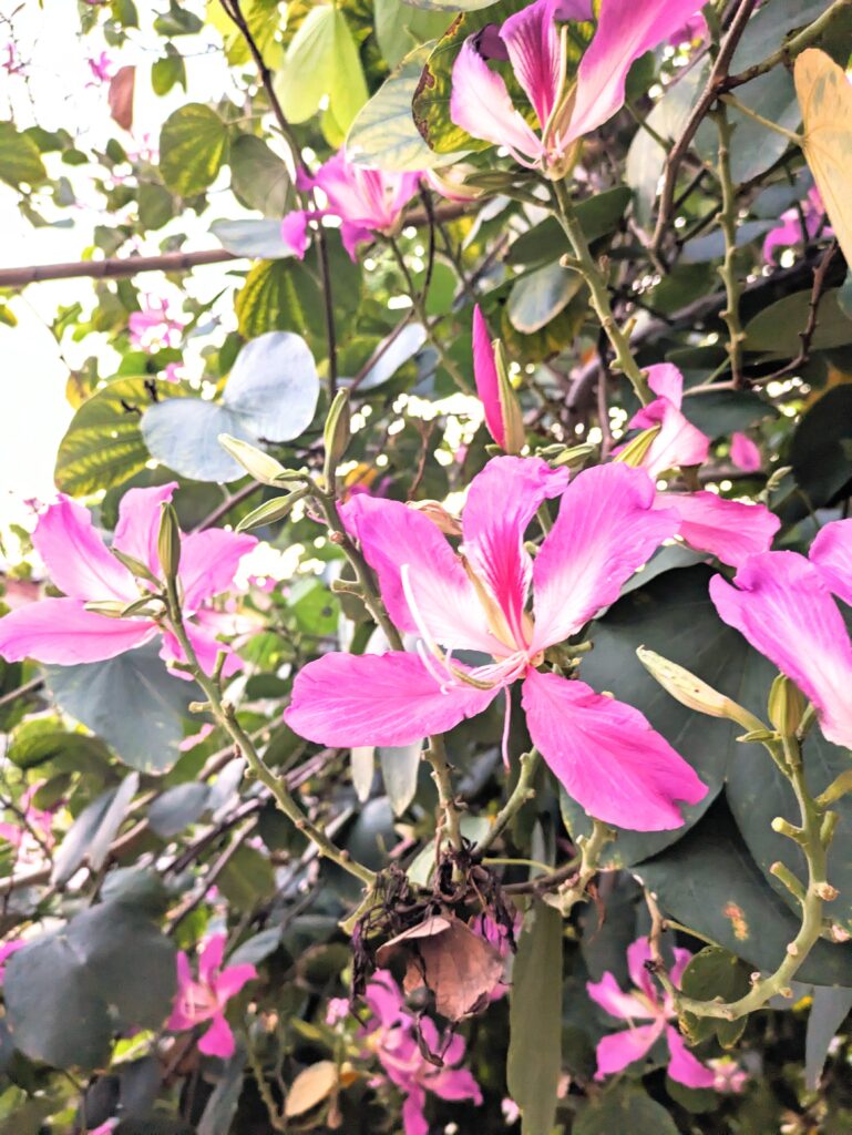 プーケットに咲いている南国の花