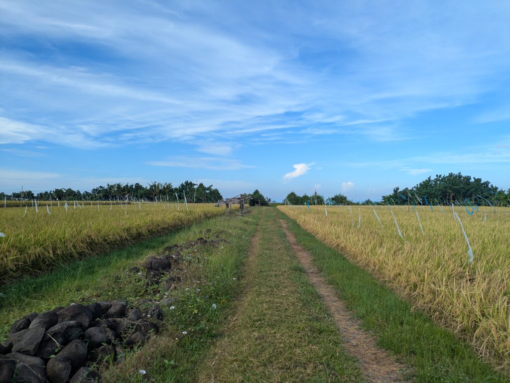 マデウィに広がる田園風景