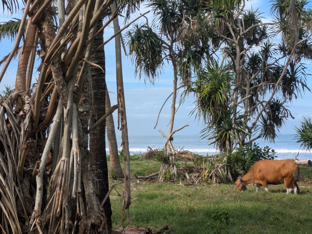 マデウィの風景